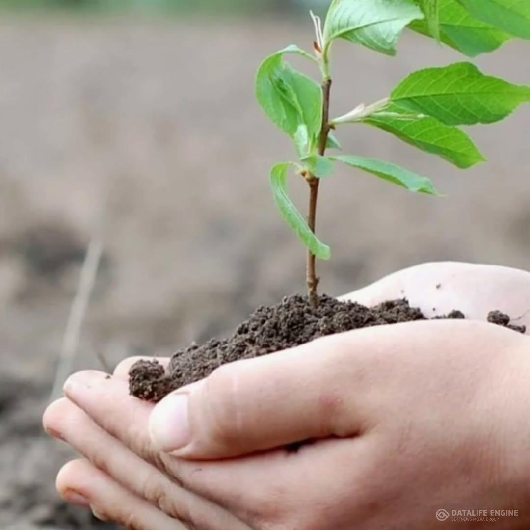 Жаңару күніне орай "Наурыз" мерекесі аясында 20 наурызда ағаш егу акциясында мектеп ауласына оқушылар ағаш егіп, өз үлестерін қосты.